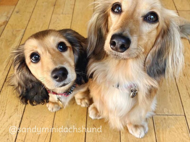 Are you supposed to cut long haired dachshund’s hair?