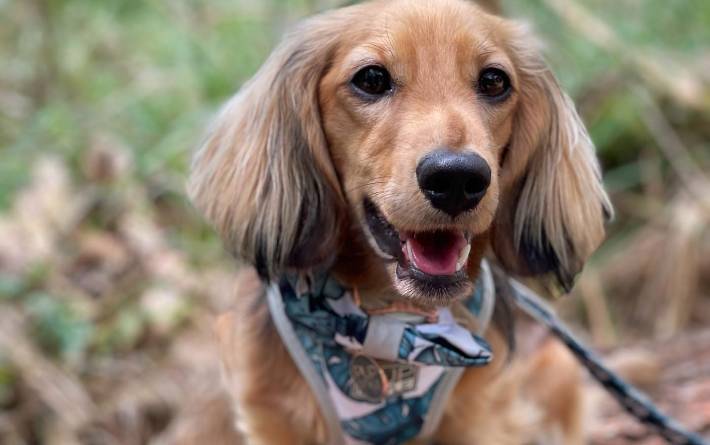 Are you supposed to cut long haired dachshund’s hair?