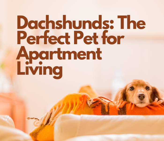 Dachshunds: The Perfect Pet for Apartment Living