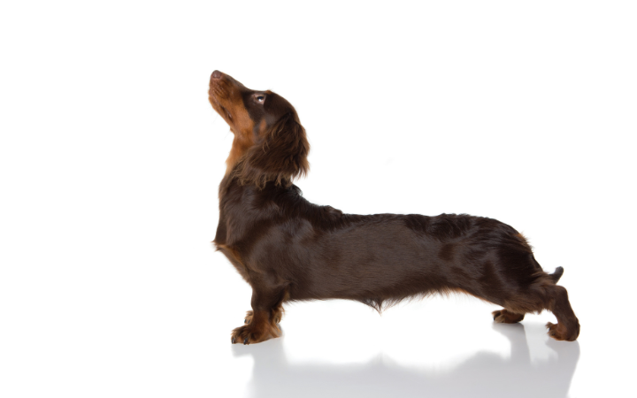 Dachshunds and Children: A Safety and Interaction Guide