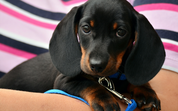 Dachshunds and Children: A Safety and Interaction Guide
