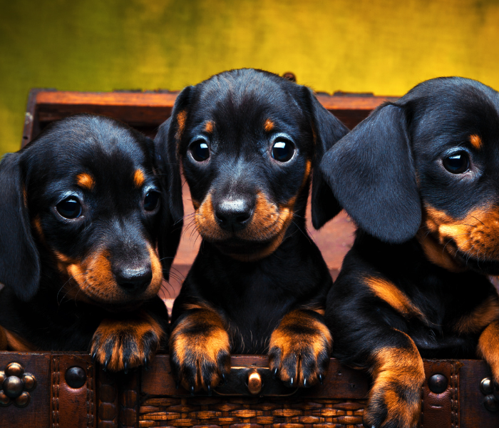 Dachshunds and Children