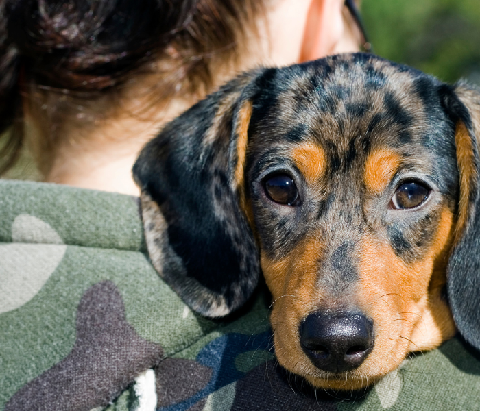 Dachshunds and Travel: A Guide to Bringing Your Sausage Dog on the Go