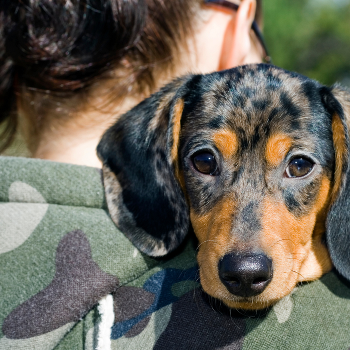 Dachshunds and travel Bringing Your Sausage Dog on the Go