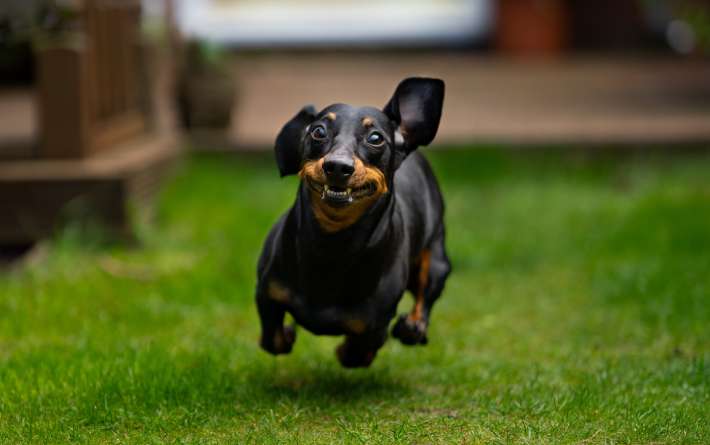 Do Dachshunds Make Good Pets