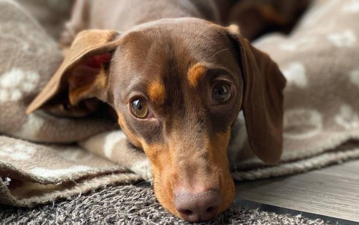 Do Dachshunds Make Good Pets? - My Dachshund Family