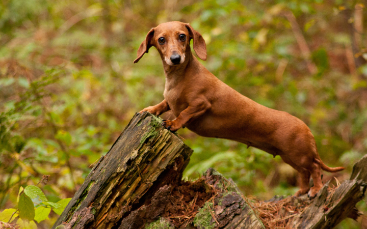 Do Dachshunds get attached to their owners?