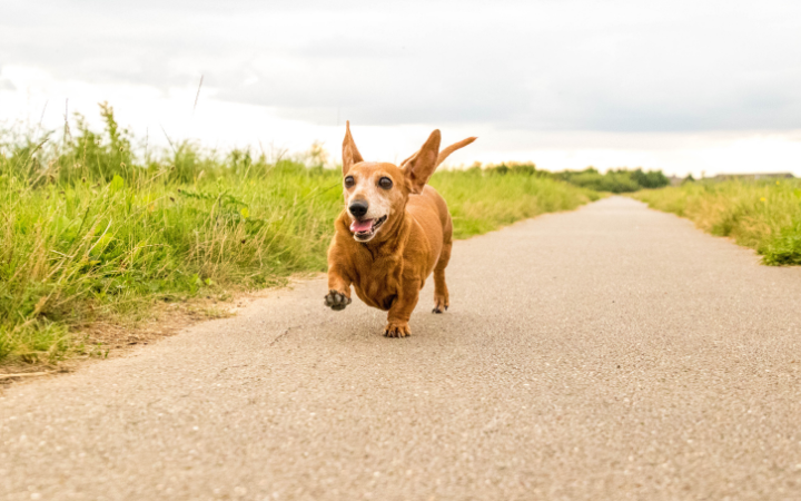 Do Dachshunds get attached to their owners?