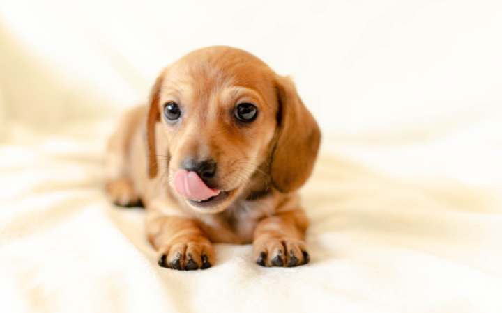 Dachshunds: The Perfect Pet for Apartment Living