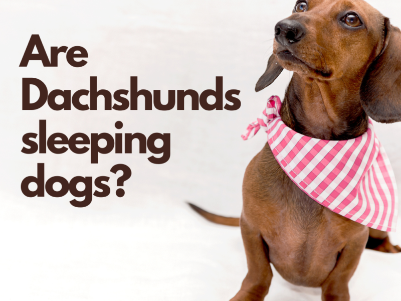 Are Dachshunds sleeping dogs?