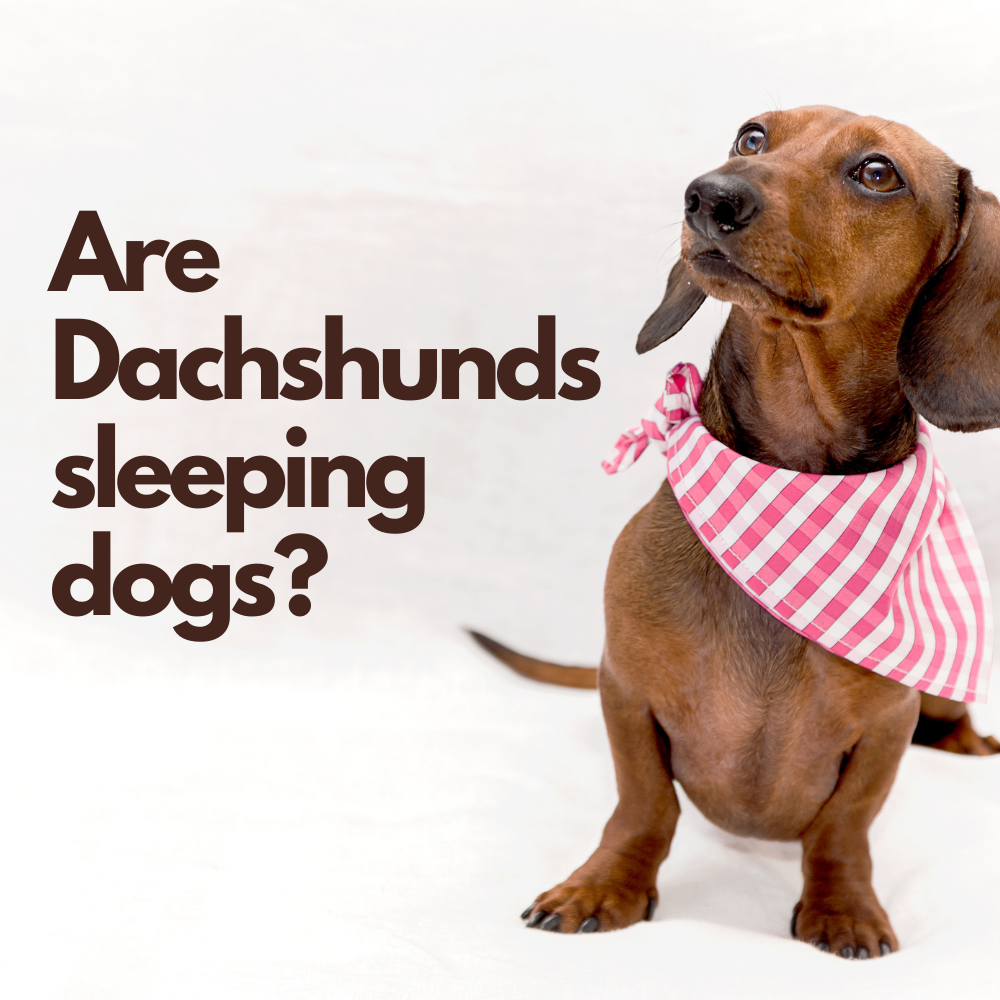 Are Dachshunds sleeping dogs? My Dachshund Family