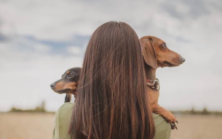 How long do healthy dachshunds live