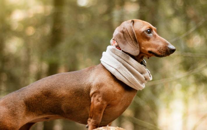 How long do healthy dachshunds live