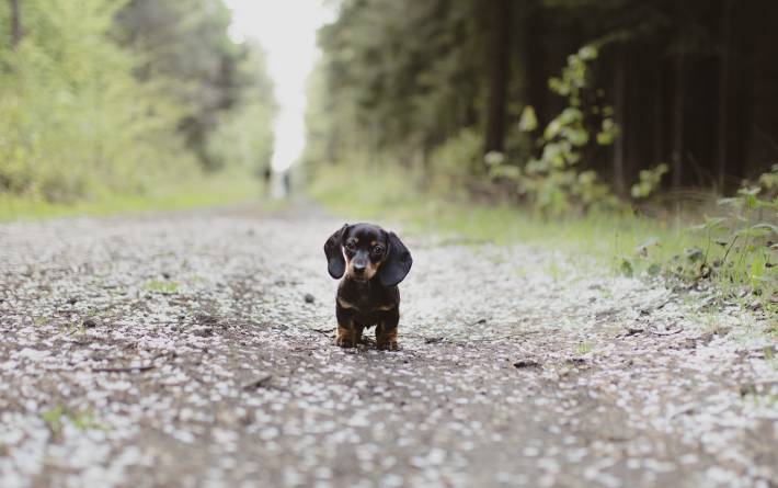 How long do healthy dachshunds live