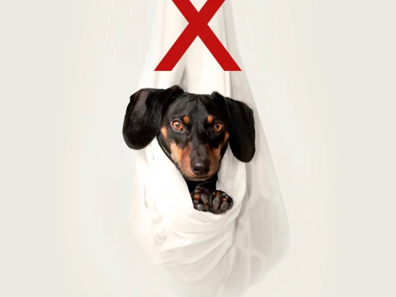 How not to hold a Dachshund?