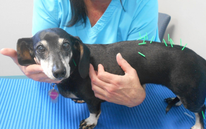 Managing Dachshund Intervertebral Disk Disease (IVDD)