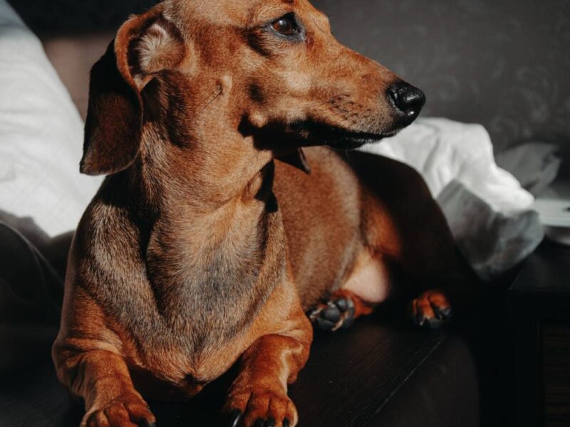 Most commun Dachshund Health Problems