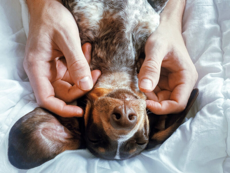 Prevent And Treat Dachshund Skin Issues