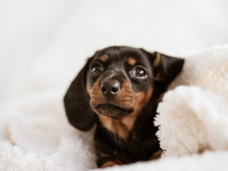 Raising a Dachshund