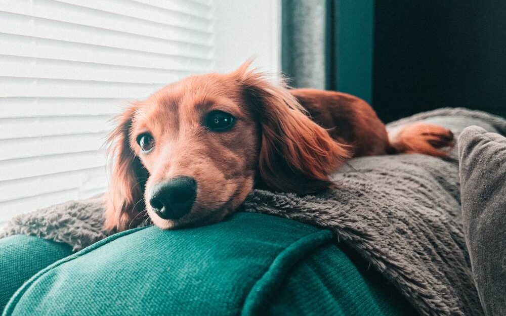 The Best Dog Beds for Dachshund Puppies