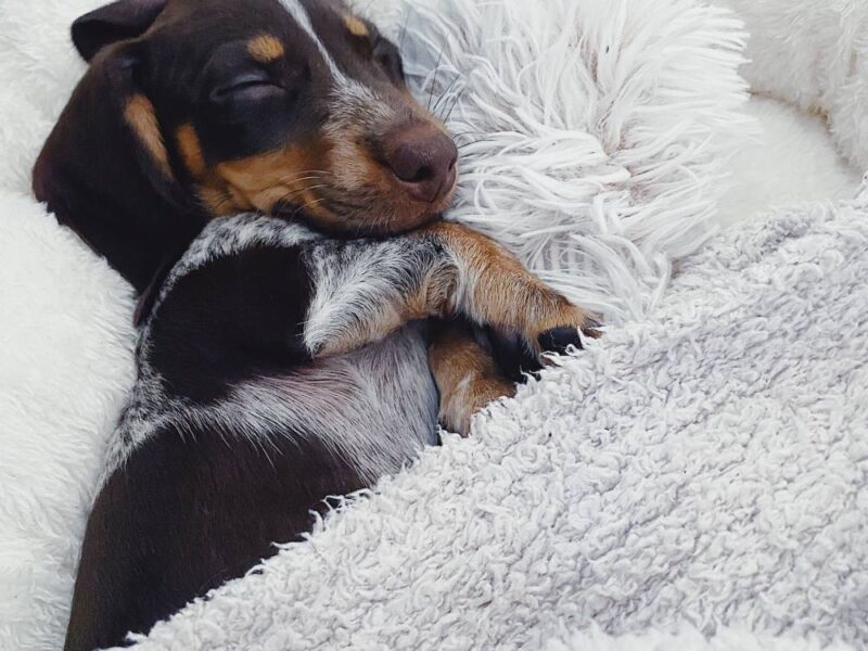 The Best Dog Beds for Dachshund Puppies 3