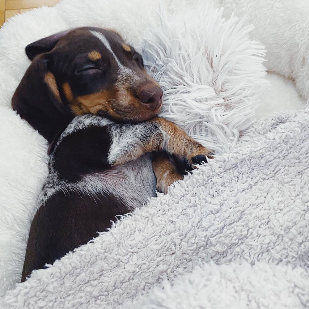 The Best Dog Beds for Dachshund Puppies