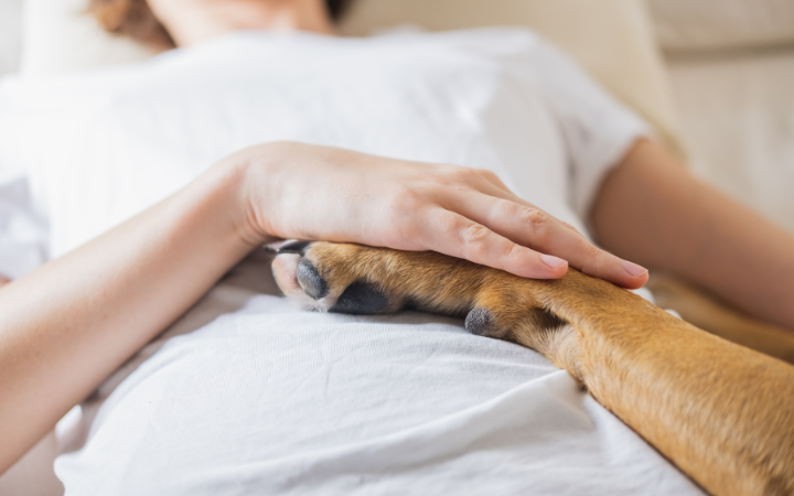 The Dachshund as a Therapy Dog