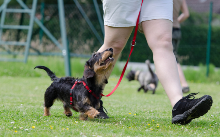 The Dachshund as a Therapy Dog