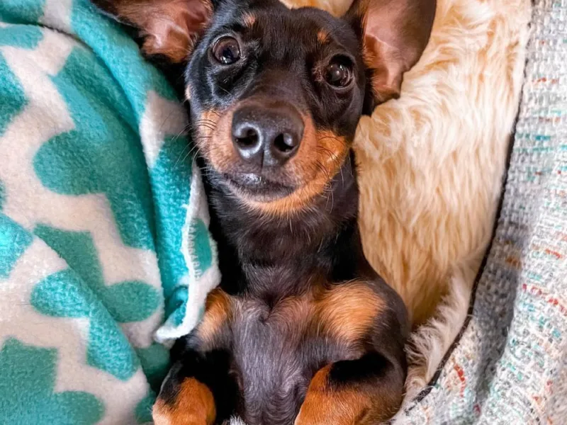 The Pros and Cons of Dachshund Sleeping With You!