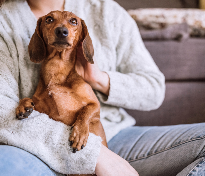Do Dachshunds get attached to their owners?