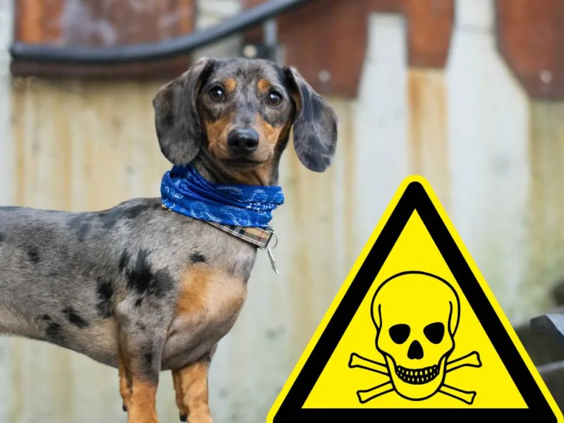What is toxic to Dachshunds?