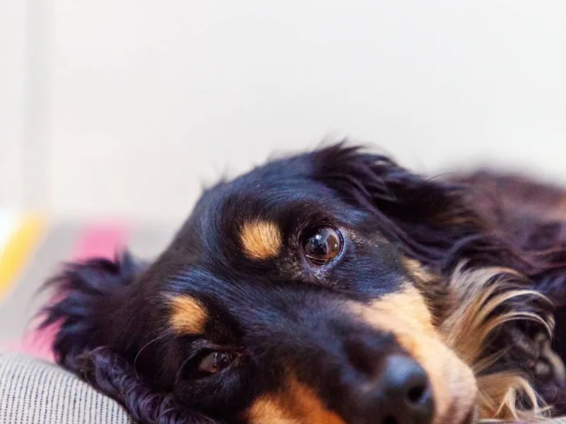 Why do Dachshunds ignore you?