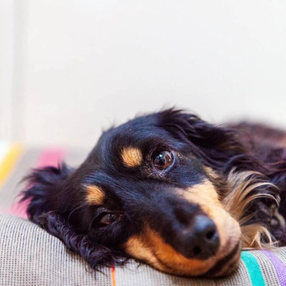 Why do Dachshunds ignore you? My Dachshund Family