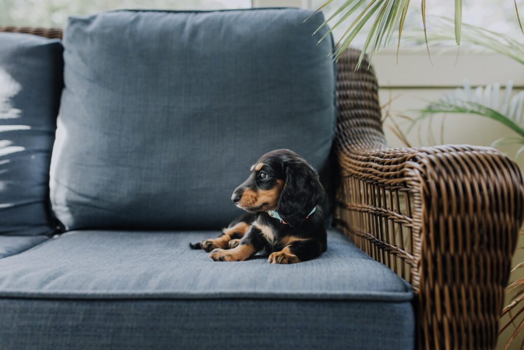 Miniature Dachshund: Care and characteristics of the breed