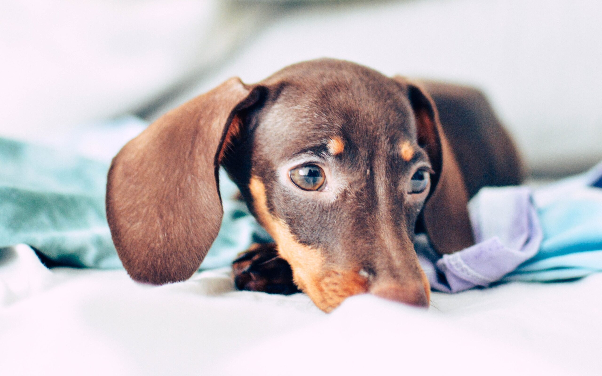 Miniature Dachshund: Care and characteristics of the breed.