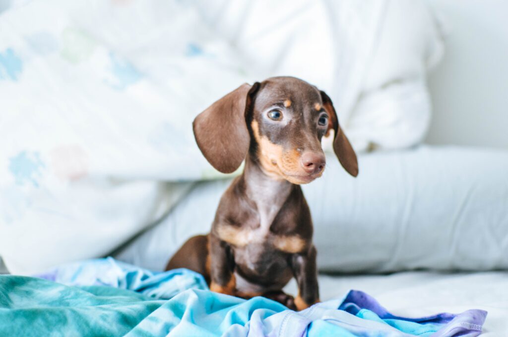 Overcoming the Unique Challenges of Raising a Dachshund