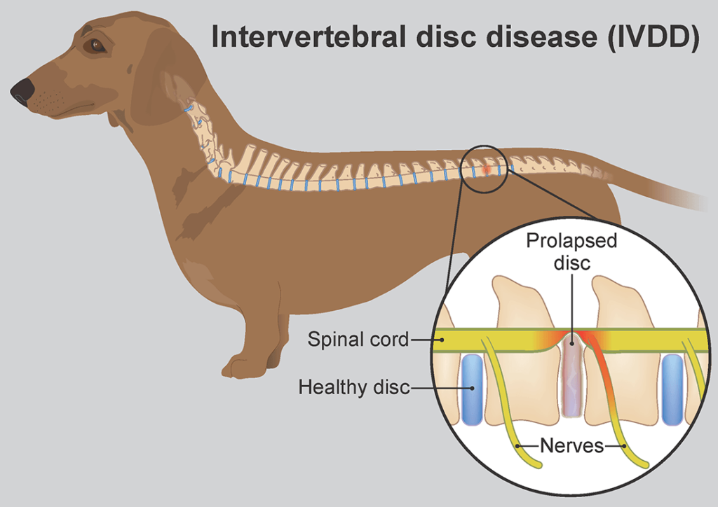 Managing Dachshund Intervertebral Disk Disease (IVDD)