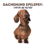 Dachshund Epilepsy: Symptoms and Treatment