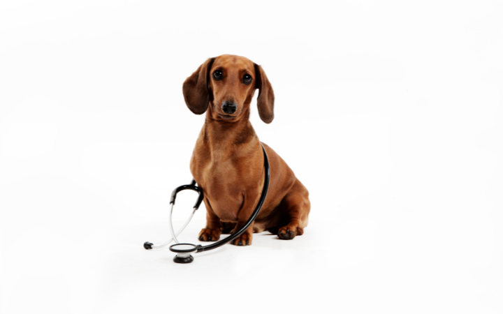 Dachshund Epilepsy: Symptoms and Treatment