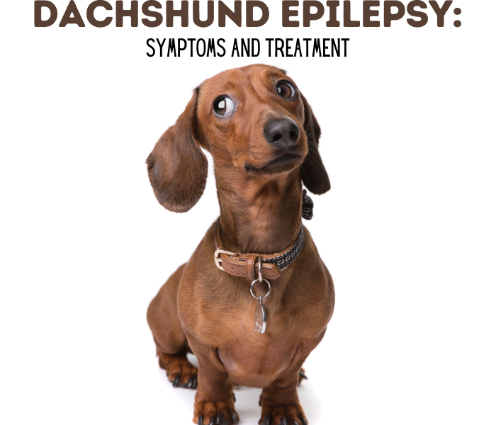 Dachshund Epilepsy: Symptoms and Treatment