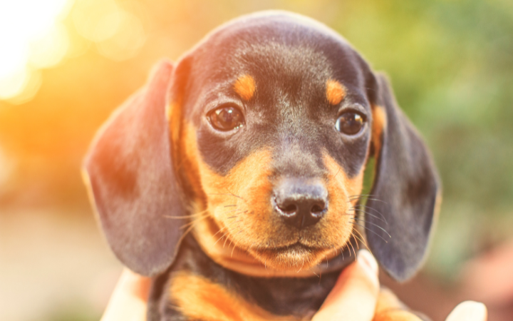 Dachshund Pronunciation: Clearing Up the Confusion