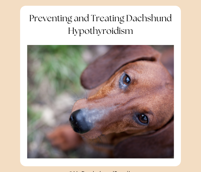 Preventing and Treating Dachshund Hypothyroidism