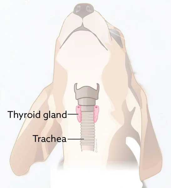 Preventing and Treating Dachshund Hypothyroidism